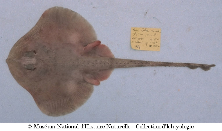 (Rajella Stehmann, 1970) Род Райеллы, Раджеллы, Genus Rajella Stehmann